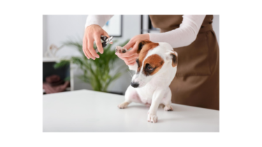 節約術 犬のトリミング代が高すぎるので自分でやってみた ペンギンブログ