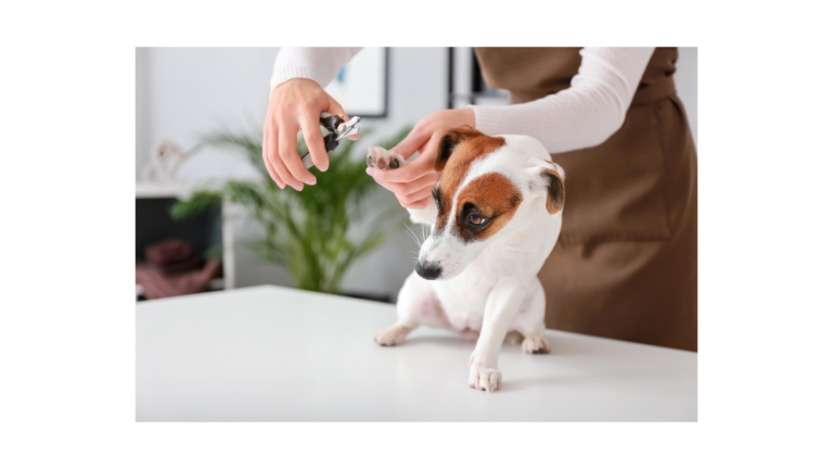 節約術 犬のトリミング代が高すぎるので自分でやってみた ペンギンブログ