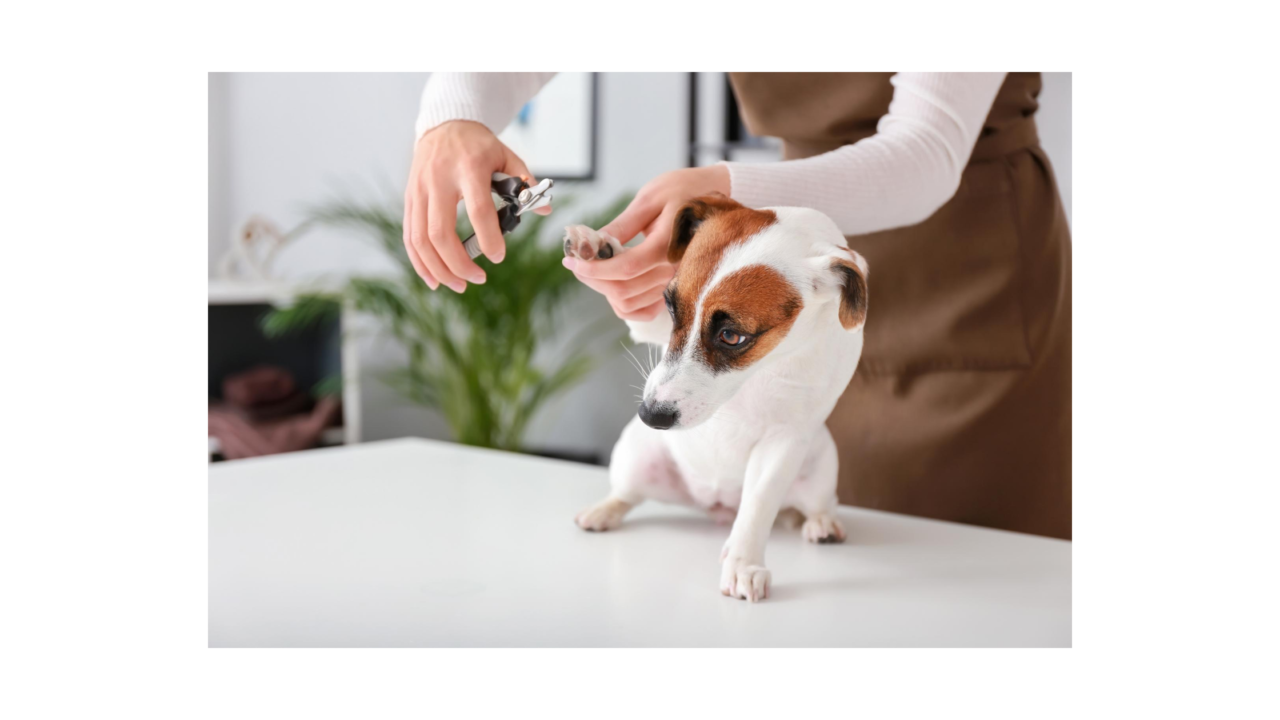 【節約術】犬のトリミング代が高すぎるので自分でやってみた│ペンギンブログ